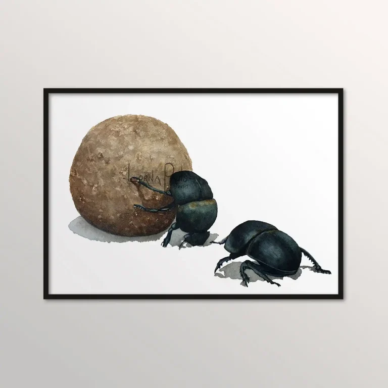Watercolour painting by Lorna Pauls of a pair of dung beatles