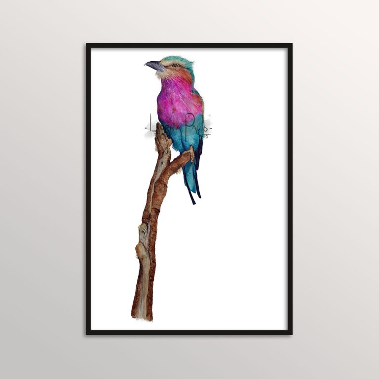 lilac breasted roller art