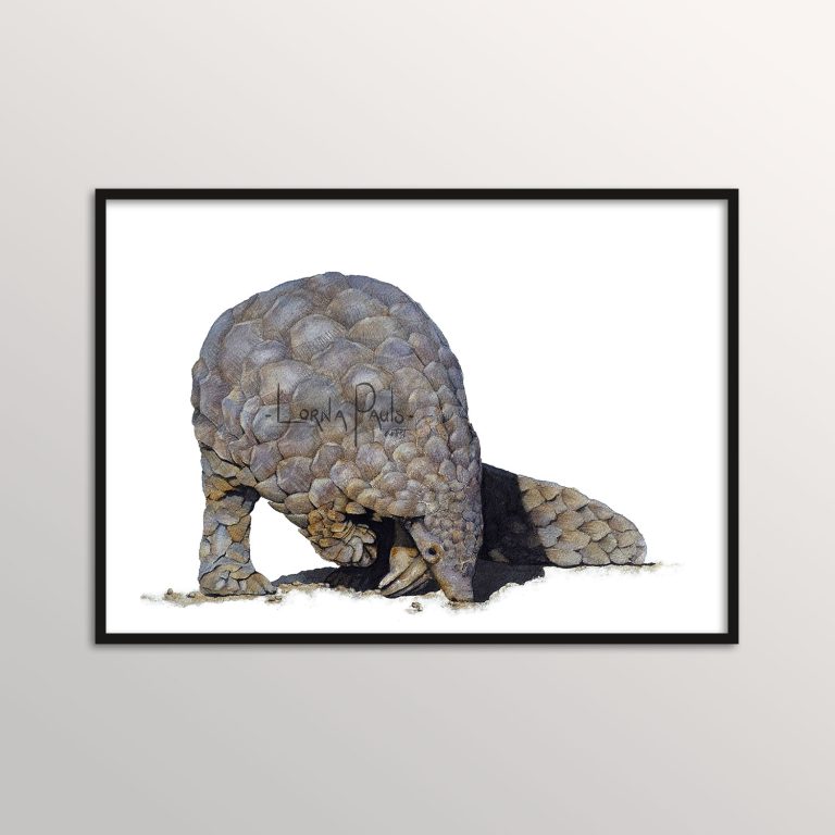 pangolin art prints